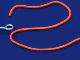 Taut-Line Hitch step 5